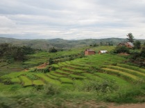 Terraced Rice Fields: A common sight along the road when driving through Madagascar